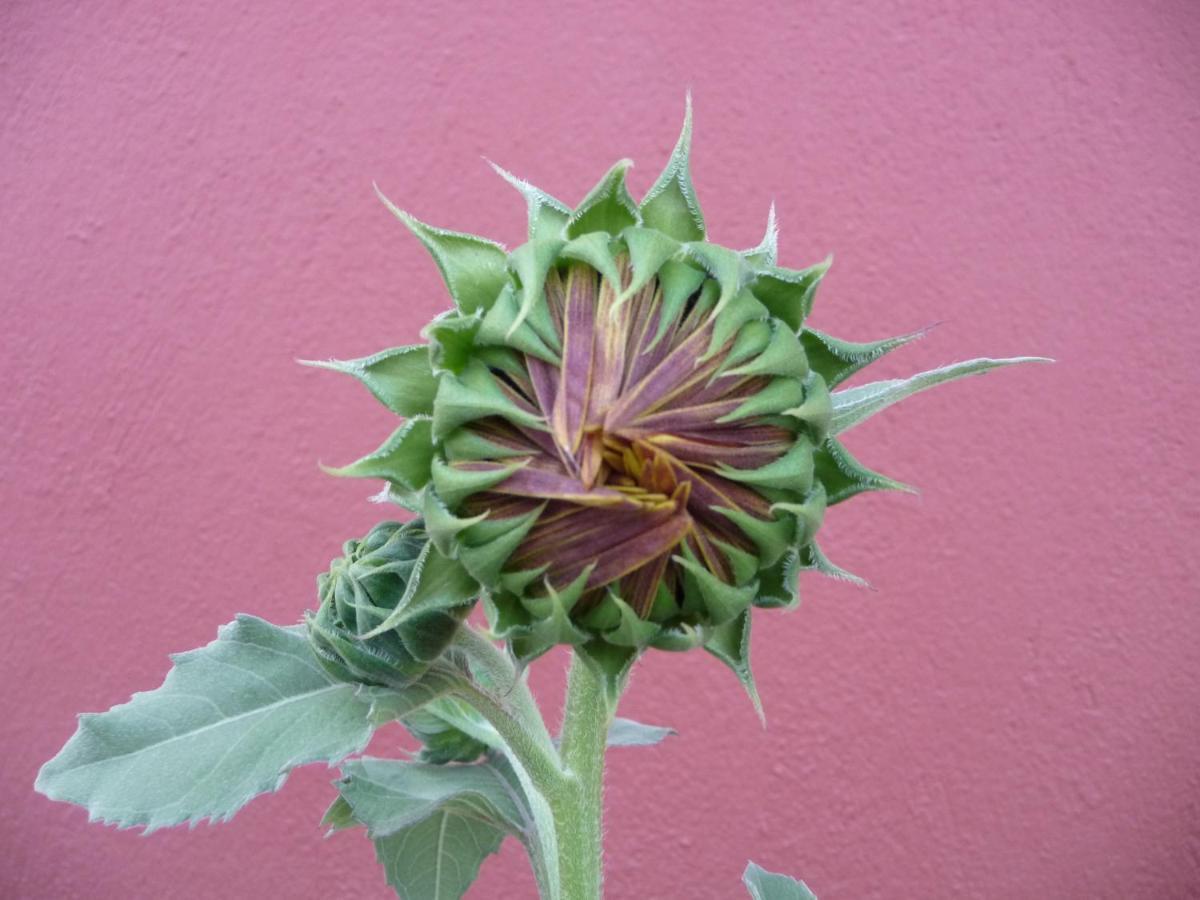 Helianthus Guesthouse Amoliani Bagian luar foto