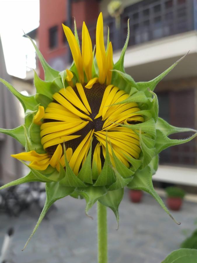 Helianthus Guesthouse Amoliani Bagian luar foto