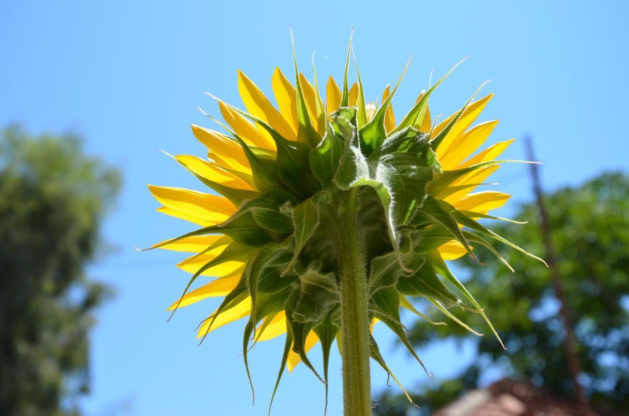 Helianthus Guesthouse Amoliani Bagian luar foto