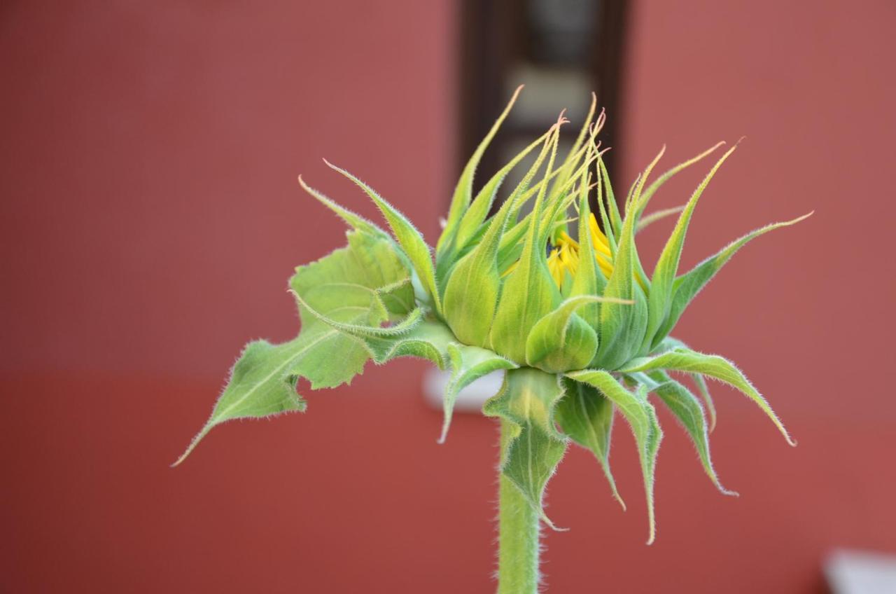 Helianthus Guesthouse Amoliani Bagian luar foto