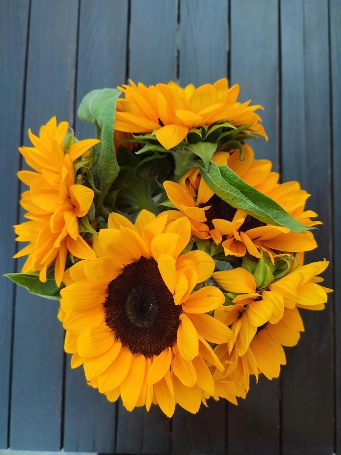 Helianthus Guesthouse Amoliani Bagian luar foto